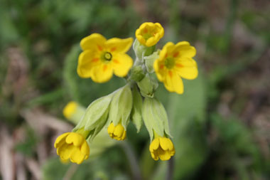 Fleurs jaune vif, regroupées en grappes; la corolle est flottante et en forme d'entonnoir. Très odorantes, elles sont dotées de 5 taches rouge orangées au fond de la corolle. Agrandir dans une nouvelle fenêtre (ou onglet)